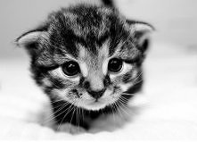 Słodziaczek taki mały *.*