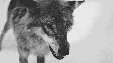 Wolf <3