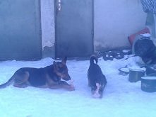 Moje maleństwa ! Poprzedniej zimy <3