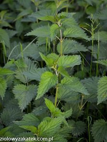 Pokrzywa działa także mocno...