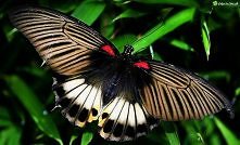Brązowo czarno biały motyl.