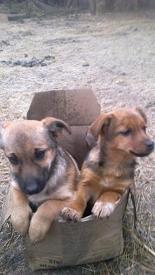 dwie malutkie sunie - ok 3 miesięczne, przerażone, zziębnięte, podduszone od ścisku w jakim były... Szukamy domków tymczasowych w Warszawie lub bliskich okolicach - na cito. Kon...