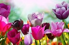 Fototapeta do salonu? Dlaczego nie.