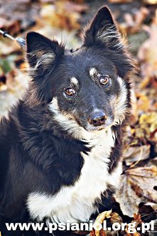 KOKSA SZUKA DOMU. Koksa to ok. 2 letnia sunia, która trafiła pod opiekę fundacji razem ze swoją córką Lusią. Koksa błąkała sie na działkach pod Warszawą, gdzie i urodziła swoje ...