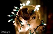 O! I następnym nam tu wleci...