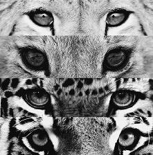 Magiczne są te oczy :)