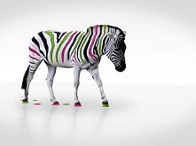Kolorowa zebra.
