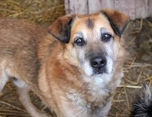 ROBIN CZEKA NA DOM..
Robin (792) to sympatyczny rudzielec, w średnim wieku, 
który mieszka w schronisku już ponad półtora roku, 
od marca 2013 r. Przez kwarantannę przeszedł bez...