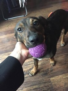 BUNIA CZEKA NA DOM..
Bunia w domu tymczasowym odnalazła się bardzo dobrze. Jest grzeczna, ładnie śpi na swoim kocyku. Lubi się bawić piłką. Potrafi chodzić na smyczy, jest w tra...