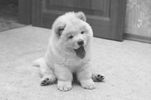 Chow chow uwielbiam te psy <miśki>