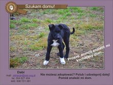 DABI CZEKA NA DOM.. Dabi ma...