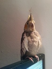 Papuga Nimfa - Mój Niki