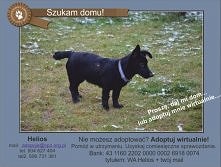 HELIOS CZEKA NA DOM..
Helios to śmiały psiak, uwielbiający zabawy oraz spanie na łóżku. Jest psiakiem kochającym bliskość człowieka. Uwielbia spacery. Ma około 5 miesięcy. Nie b...