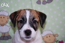 najpiękniejsza mordka na świecie ;)
Jack Russell Terrier