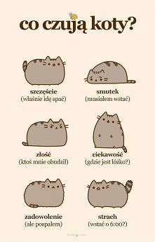 co czują koty?