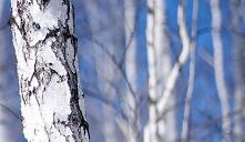 Sok z brzozy... mmm :DDD