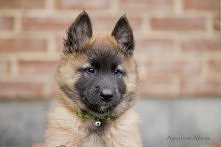 Belgian Shepherd