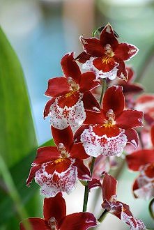 Cambria - ta nazwa obejmuje...