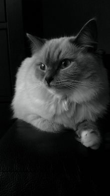 kicia