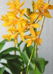 Storczyki epidendrum