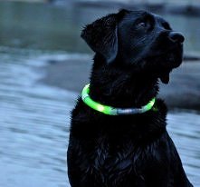 OBROŻA
Led dog collar by gl...
