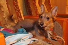 RYSIO PILNIE SZUKA DOMU..
RYSIEK PS. Łysy 
Rysiek został BESTIALSKO wyrzucony z samochodu kilka dni temu. Weterynarz stwierdził ,że jest to piesek domowy i ma około 4 do 5 lat. ...