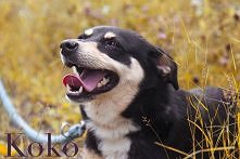 KOKO SZUKA DOMU..
Coco to przesympatyczna suczka wielkości "do łydki". Oddana do Schroniska na polecenie Straży Miejskiej za złe warunki bytowania zwierzęcia. Wcześnie...