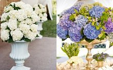 Hortensja królową balu Ślub...