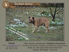 KAJTEK CZEKA NA DOM..
Kajtek - pieszczoch jakich mało. 
W relacjach z ludzmi na poczatku bywa nieśmiały jednak szybko się przełamuje i od razu oddaje opiekunom swoje całe serce....