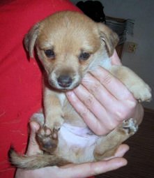 KACPEREK CZEKA NA DOM..
Nazywam się Kacper i chcę ci ukraść serce - nawet jeżeli będziesz się bronić, nic ci to nie pomoże, więc lepiej się nie broń, będzie szybciej 
Mam 6 tygo...