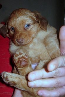 BALTAZAR SZUKA DOMU..
Nazywam się Baltazar. Mam 6 tygodni i jestem puchatą, rudą kuleczką. 
Mam niebieskie oczy - i jest ewentualność, że takie mi już zostaną, chociaż gwarancji...