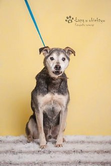 NOSEK DŁUGO JUŻ CZEKA NA DOM..
Witam! W schronisku jestem od 2007 roku. Niestety jak do tej pory nie znalazłem uznania w oczach ludzi odwiedzających schronisko w poszukiwaniu cz...