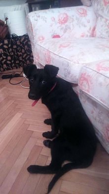 MISZKA CZEKA NA DOM.. Miszk...