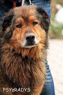 TOKAJ PILNIE SZUKA KOCHAJĄCEGO DOMU..BARDZO PILNIE..
TOKAJ - jego historia prawdopodobnie nie będzie miała happy endu, choć bardzo chcielibyśmy. Ale musiałby zdarzyć się cud. Bo...