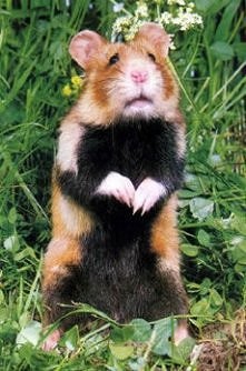 Chomik europejski jest pod ...