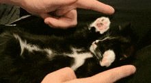 Meow :3 gif.