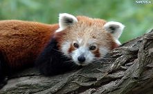 Mała panda na drzewie.