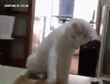 hahahha .....gif