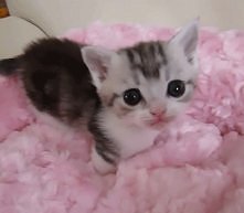 Meow :3 gif.