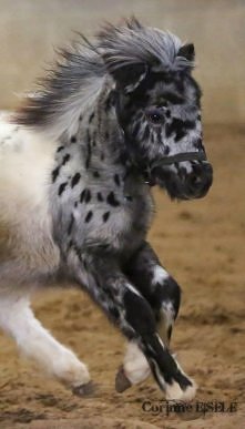 konik :)