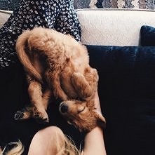 #dog#cute#sweet#love#IT#sweety#...