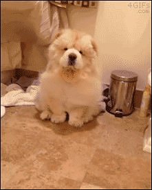 chow chow <3