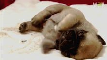 Mops gif.