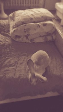 Zorra ,znowu szaleje :D