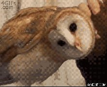 AWWWW