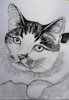 portret kotki Rodzynki - tusz