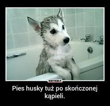 Pies...