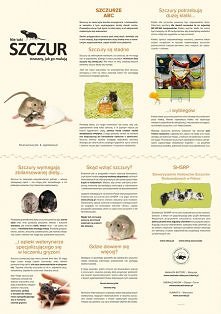 szczurki
