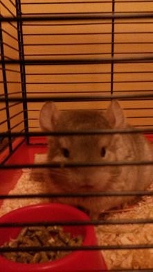 moje nowe zwierzatko :)