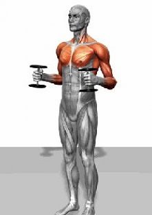 klatka, barki, ramiona